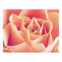 Cream Pink Rose Poster posters