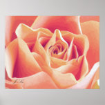 Cream Pink Rose Poster