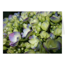 Cream & Purple Hydrangea cards