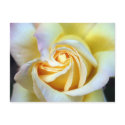 Cream Rose 1 Postcard by caramoulds Cream Rose 1 Postcard