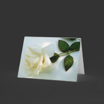 Cream Rose 2 cards by dduhaime55 Cream Rose 2 cards