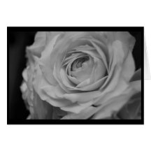 Cream Rose in Black & White Cards