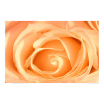 Cream Rose Macro posters