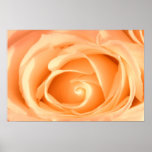 Cream Rose Macro Posters