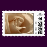 Cream Rose