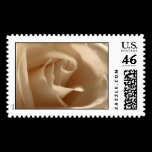 Cream Rose Stamp