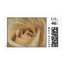 Cream Rose Postage Stamp