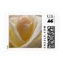 Cream Rose Small