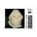 Cream Rose - small size postage