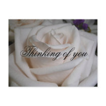 Cream Rose, Thinking of you postcards by bkang22 Cream Rose, Thinking of you postcards