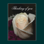 Cream Rose - Thinking of you postcard