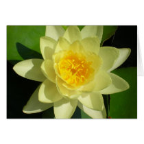 Cream Water Lily Cards