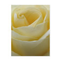 Cream white bridal rose postcard by perfectpostage Cream white bridal rose postcard