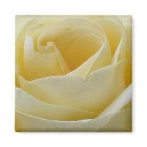 Cream white rose magnet by perfectpostage Cream white rose magnet