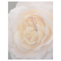 Creamy Apricot Rose DSC6042 letterhead