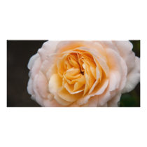 Creamy Apricot Rose DSC6042 Photo Card Template