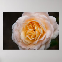 Creamy Apricot Rose DSC6042 Posters