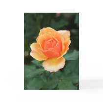 Creamy Orange Modern Rose Greeting Cards