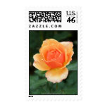Creamy Orange Modern Rose postage