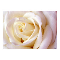 Creamy Pink Poster, S Cyr posters