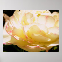 Creamy Ranunnculus Print