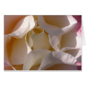 Creamy Rose blank card by dphleger Creamy Rose blank card
