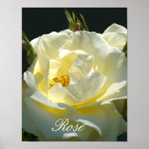 Creamy Sweet Rose Print