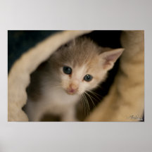 Creamy Tabby Print