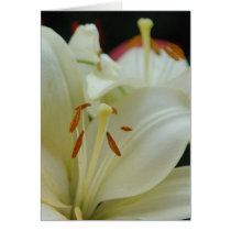 Creamy White cards by niagaragirl Creamy White cards