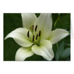 Creamy White Lily Card
