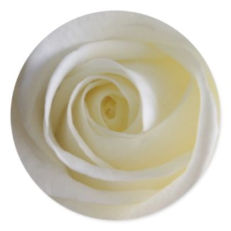 Creamy White Rose Stickers sticker