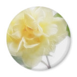 Creamy Yellow Rose 2 Creamy Yellow Rose 2