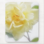 Creamy Yellow Rose 2 Creamy Yellow Rose 2
