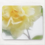 Creamy Yellow Rose 2 Creamy Yellow Rose 2