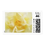 Creamy Yellow Rose 2 Creamy Yellow Rose 2