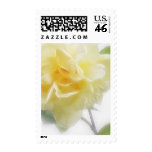 Creamy Yellow Rose 2 Creamy Yellow Rose 2