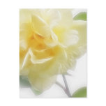 Creamy Yellow Rose 2 Creamy Yellow Rose 2