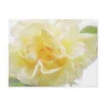Creamy Yellow Rose 2 Creamy Yellow Rose 2