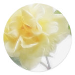 Creamy Yellow Rose 2 Creamy Yellow Rose 2