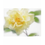 Creamy Yellow Rose 2 Creamy Yellow Rose 2