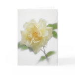 Creamy Yellow Rose Creamy Yellow Rose