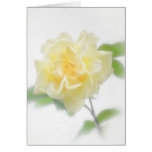 Creamy Yellow Rose - Divinity Creamy Yellow Rose - Divinity