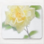 Creamy Yellow Rose - Divinity Creamy Yellow Rose - Divinity
