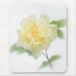Creamy Yellow Rose - Divinity Creamy Yellow Rose - Divinity