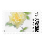 Creamy Yellow Rose - Divinity Creamy Yellow Rose - Divinity