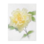 Creamy Yellow Rose - Divinity Creamy Yellow Rose - Divinity