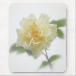 Creamy Yellow Rose Creamy Yellow Rose