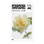 Creamy Yellow Rose Creamy Yellow Rose