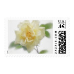 Creamy Yellow Rose Creamy Yellow Rose