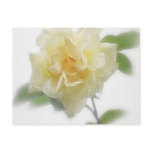 Creamy Yellow Rose Creamy Yellow Rose